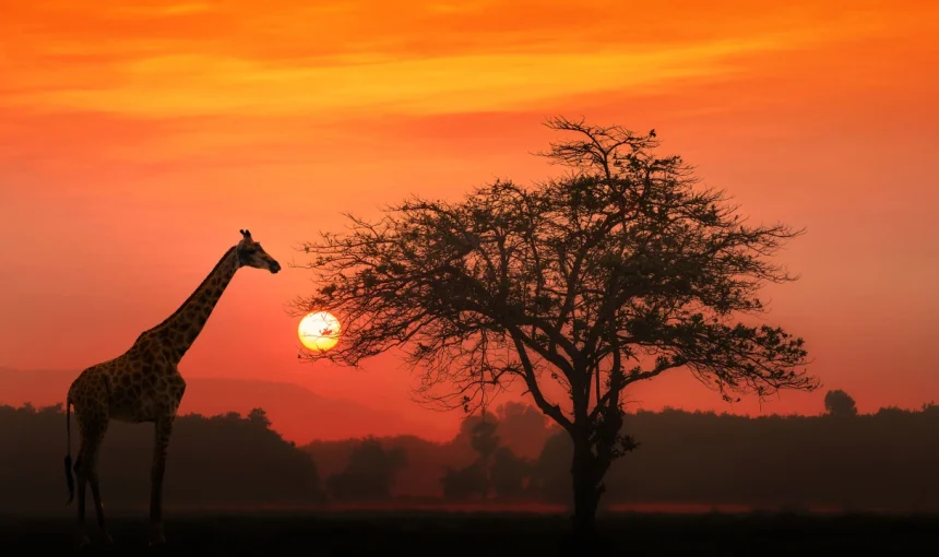 A First-Timer’s Guide to South Africa: What to Know Before You Go