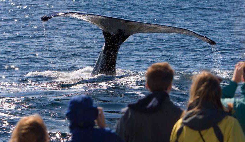 Top 5 Scenic Road Trips from Cape Town You’ll Never Forget